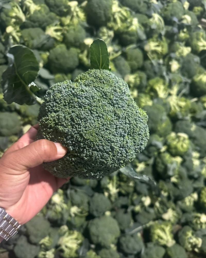 周口扶沟耐寒炎秀西兰花大花小花西兰花大量上市可代发全国