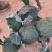 周口扶沟耐寒炎秀西兰花大花小花西兰花大量上市可代发全国