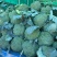 周口扶沟耐寒炎秀西兰花大花小花西兰花大量上市可代发全国