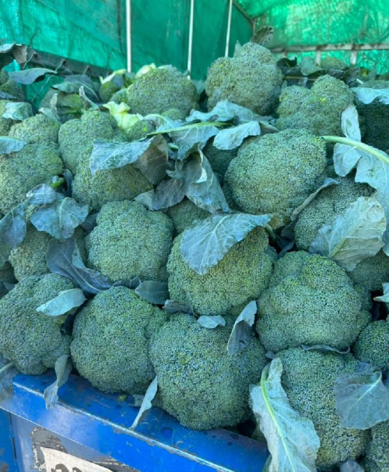 周口扶沟耐寒炎秀西兰花大花小花西兰花大量上市可代发全国