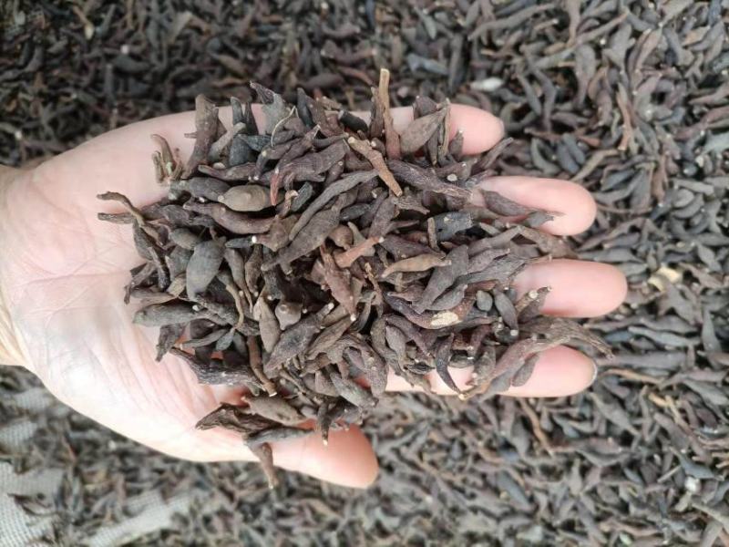 两头尖，竹节香附，红背银莲花，新货无硫，现货全国发货
