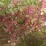 红花文冠果彩花文冠果高杆文冠果丛生文冠果