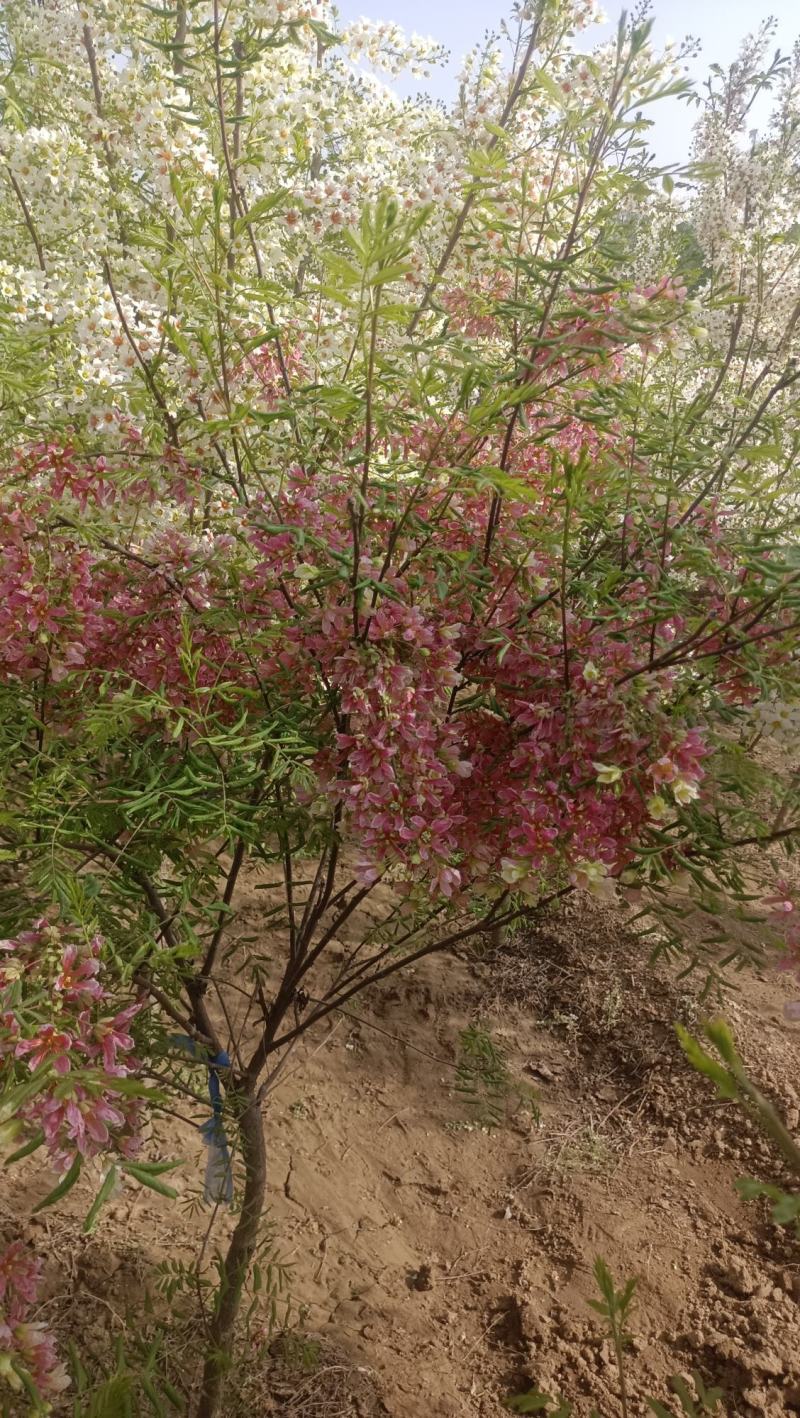红花文冠果彩花文冠果高杆文冠果丛生文冠果