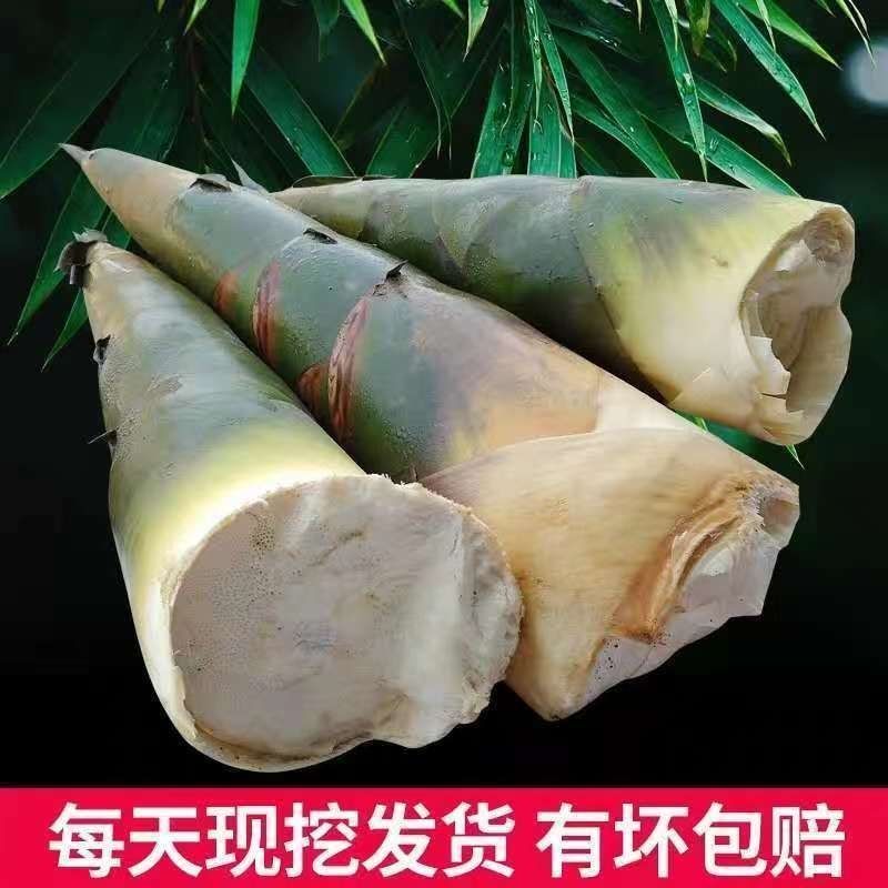 四川新鲜大竹笋3~10斤带壳发货自贡大头麻竹笋苦竹笋包邮