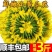 【新鲜迷你小黄瓜花】小青瓜花顶花水果黄瓜苗小乳瓜餐厅酒店