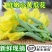【新鲜迷你小黄瓜花】小青瓜花顶花水果黄瓜苗小乳瓜餐厅酒店
