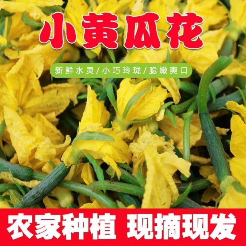 【新鲜迷你小黄瓜花】小青瓜花顶花水果黄瓜苗小乳瓜餐厅酒店