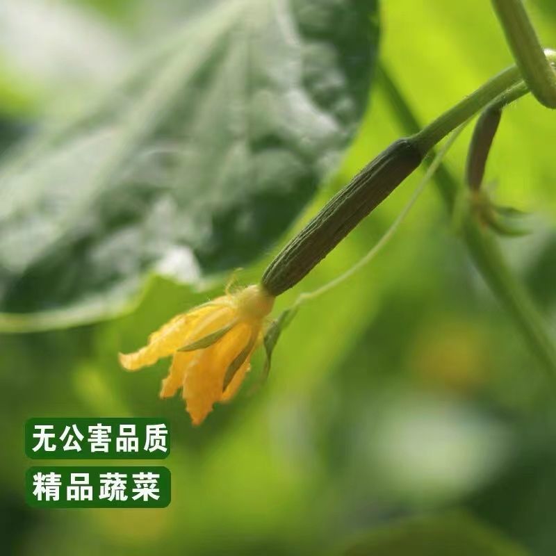 【新鲜迷你小黄瓜花】小青瓜花顶花水果黄瓜苗小乳瓜餐厅酒店