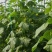 【新鲜迷你小黄瓜花】小青瓜花顶花水果黄瓜苗小乳瓜餐厅酒店