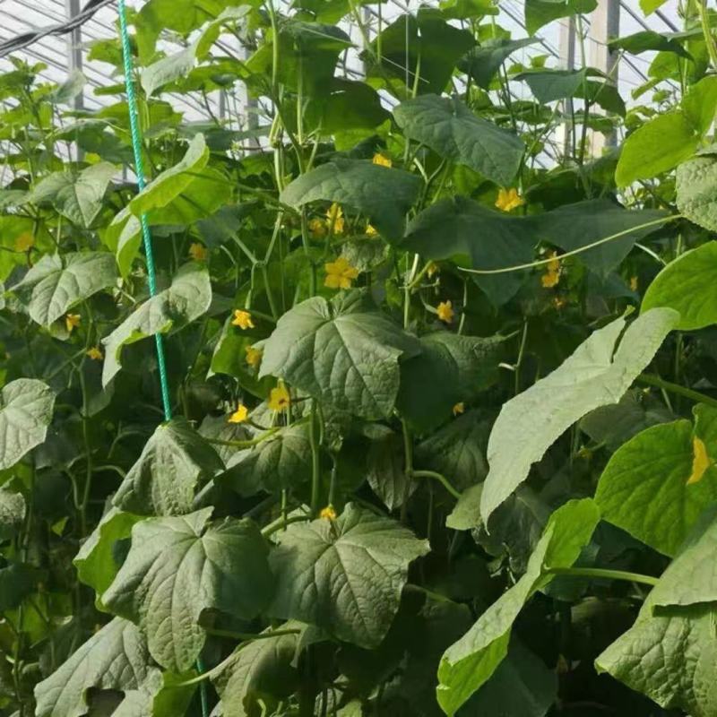 【新鲜迷你小黄瓜花】小青瓜花顶花水果黄瓜苗小乳瓜餐厅酒店