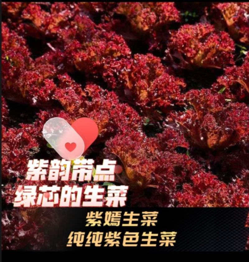 山东潍坊寿光巴乔-罗马生菜，株型直立耐寒抗病性好紫叶生菜