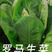 山东潍坊寿光巴乔-罗马生菜，株型直立耐寒抗病性好紫叶生菜
