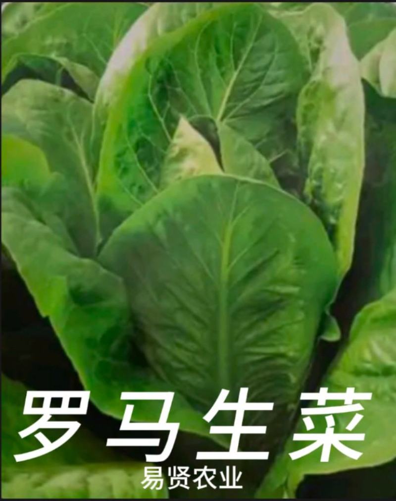 山东潍坊寿光巴乔-罗马生菜，株型直立耐寒抗病性好紫叶生菜