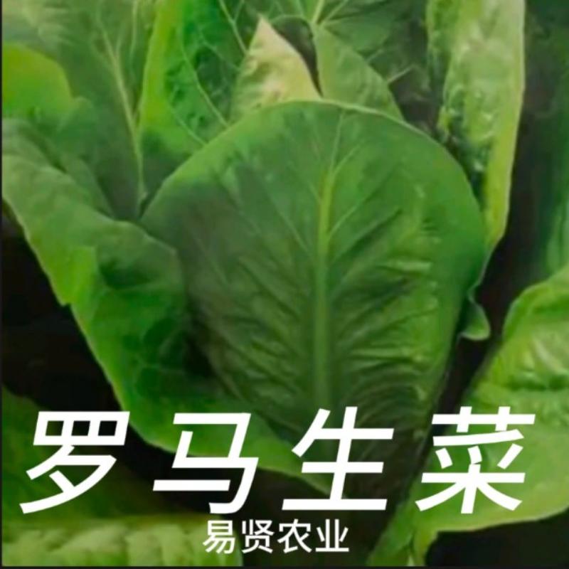 山东潍坊寿光巴乔-罗马生菜，株型直立耐寒抗病性好紫叶生菜