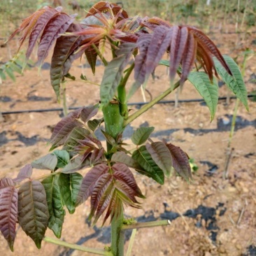 鲜嫩香椿菜上市了