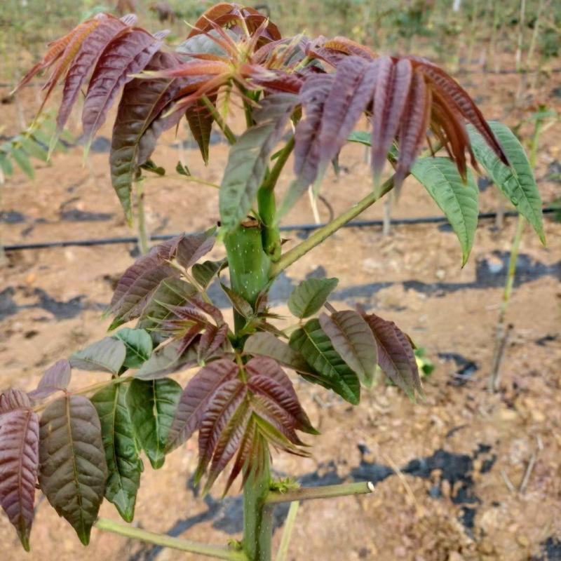 鲜嫩香椿菜上市了