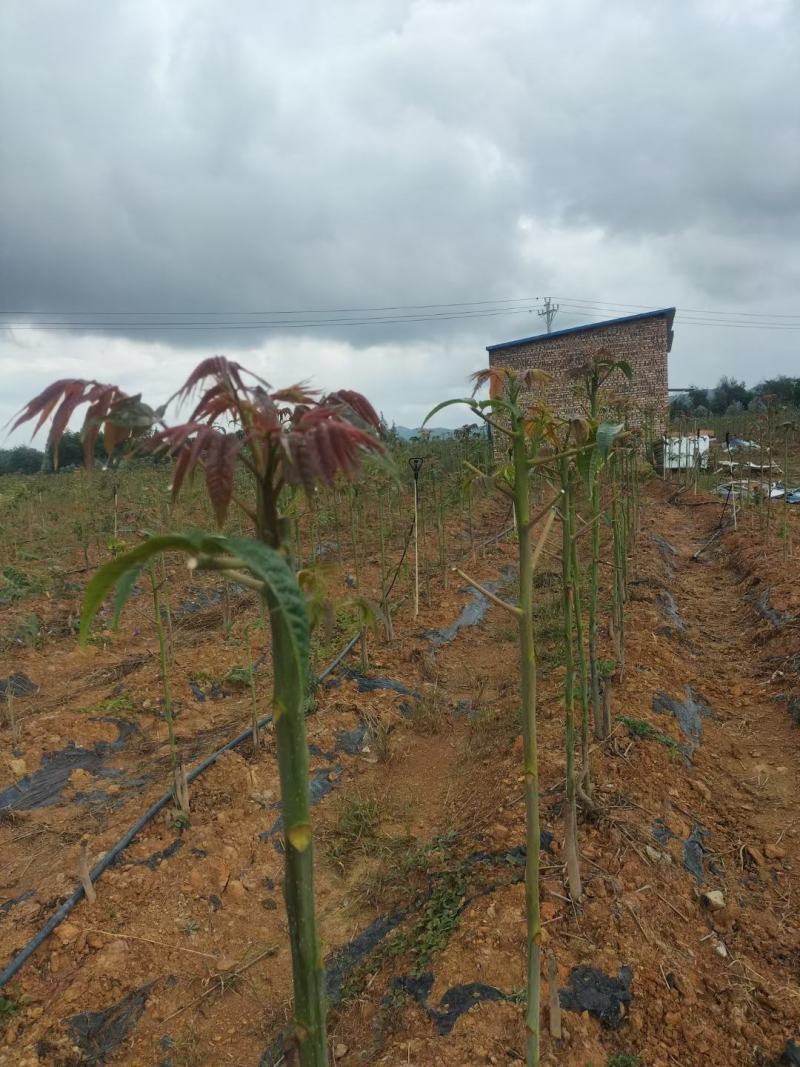 鲜嫩香椿菜上市了