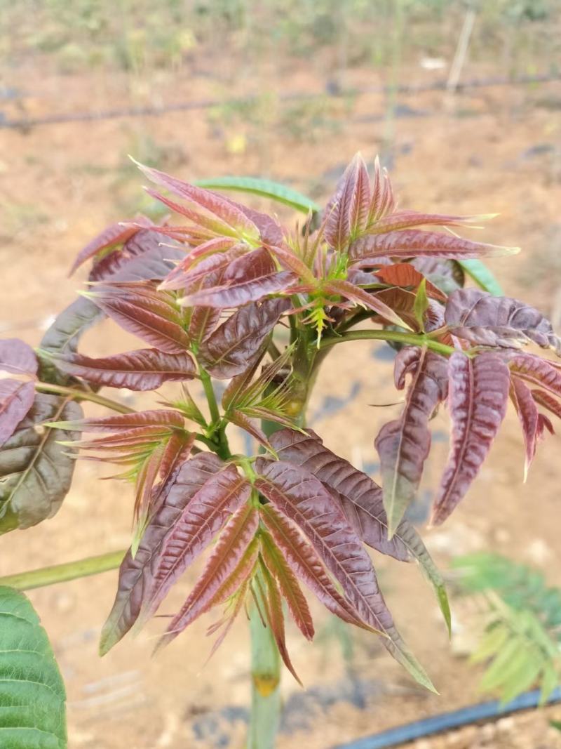 鲜嫩香椿菜上市了