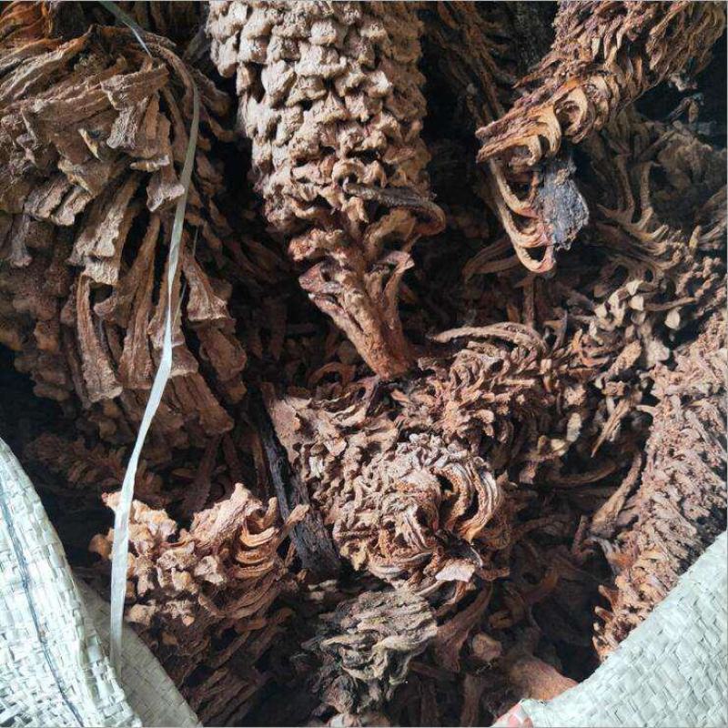 铁树果，铁树花，铁树叶，中药材冷背药材大全