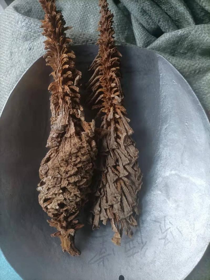 铁树果，铁树花，铁树叶，中药材冷背药材大全
