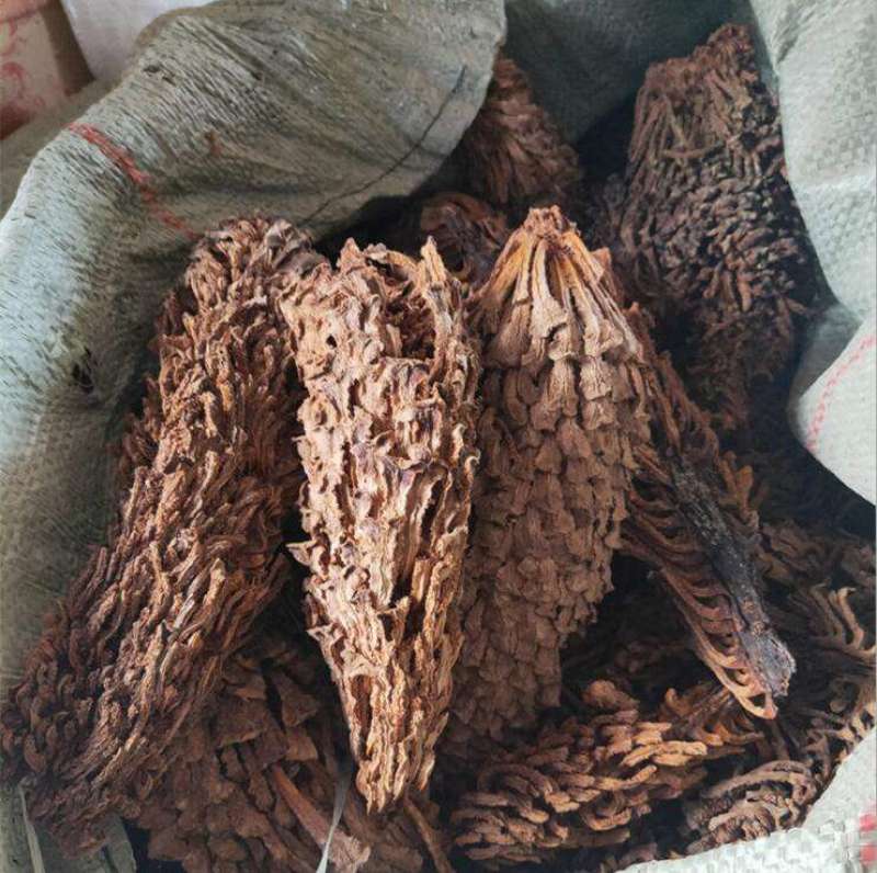 铁树果，铁树花，铁树叶，中药材冷背药材大全