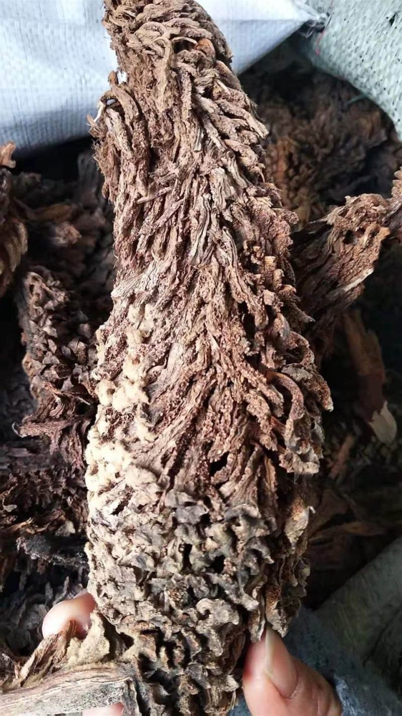 铁树果，铁树花，铁树叶，中药材冷背药材大全