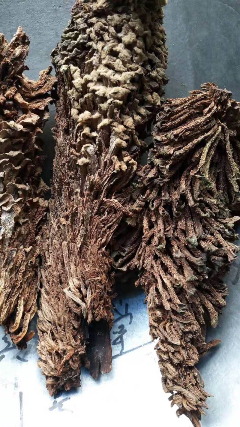 铁树果，铁树花，铁树叶，中药材冷背药材大全