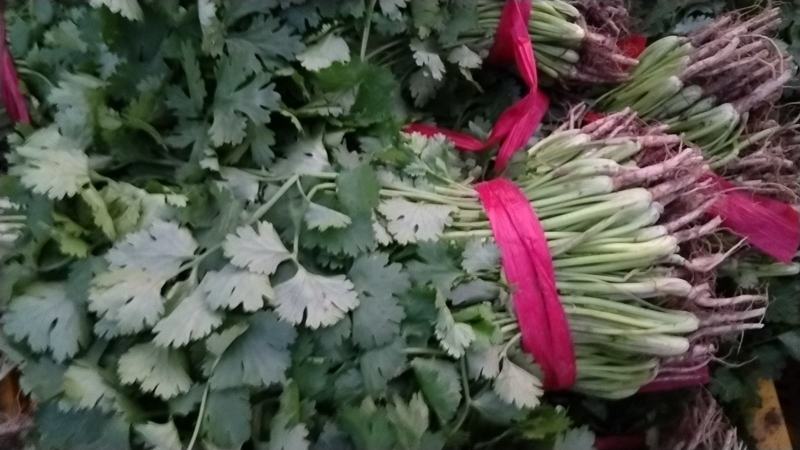 香河产地常年直供精品大叶香菜质量好价格实惠诚信服务