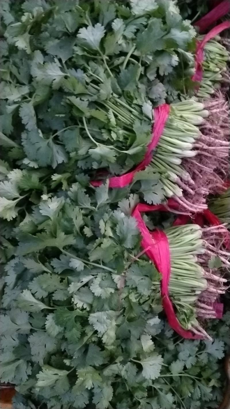 香河产地常年直供精品大叶香菜质量好价格实惠诚信服务