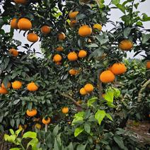 百亩爱媛果冻橙。70起步，准备出货。有兴趣的老板可以咨询