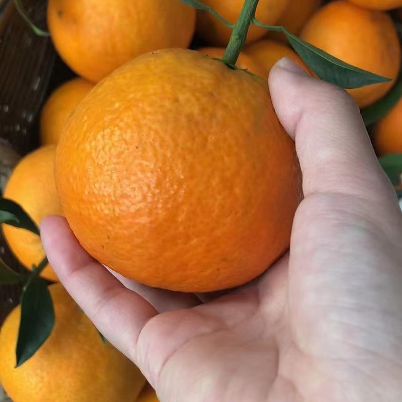 四川爱媛38号果冻橙，产地直销，自家种植