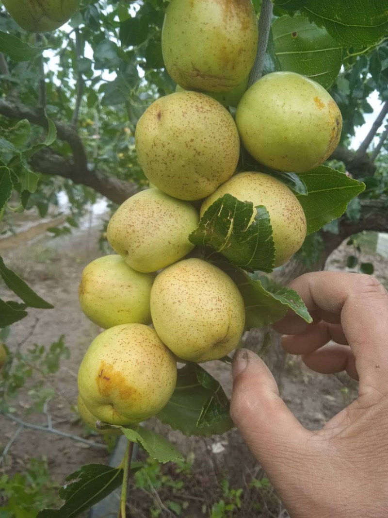 山东大陆梨枣