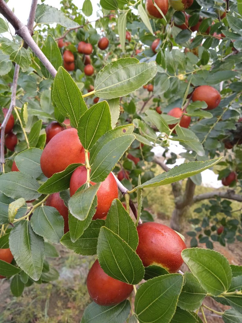 山东大陆梨枣