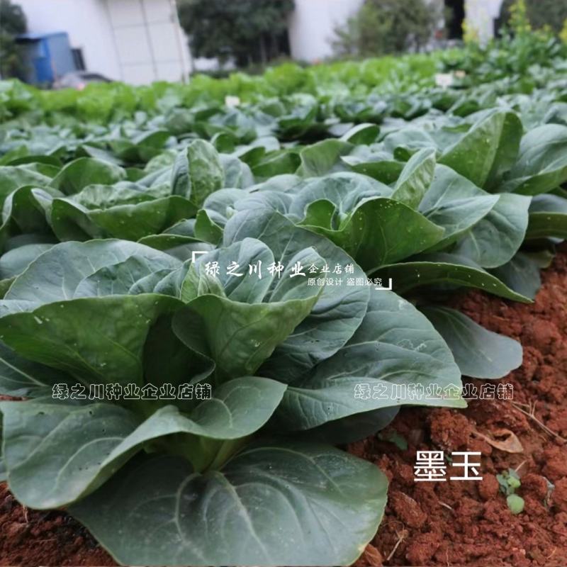 晓富墨玉苏州青种子四季蔬菜种籽耐热基地绿油亮青菜种子甜嫩