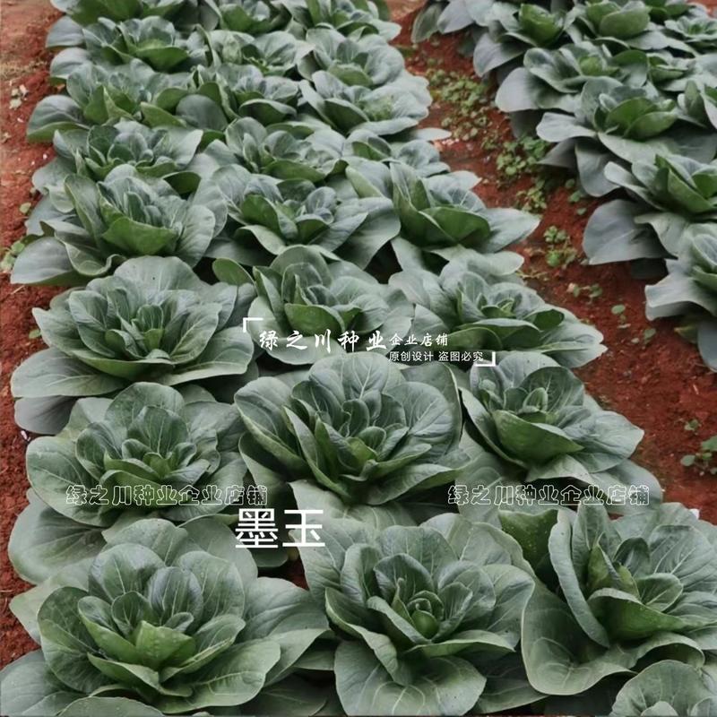 晓富墨玉苏州青种子四季蔬菜种籽耐热基地绿油亮青菜种子甜嫩