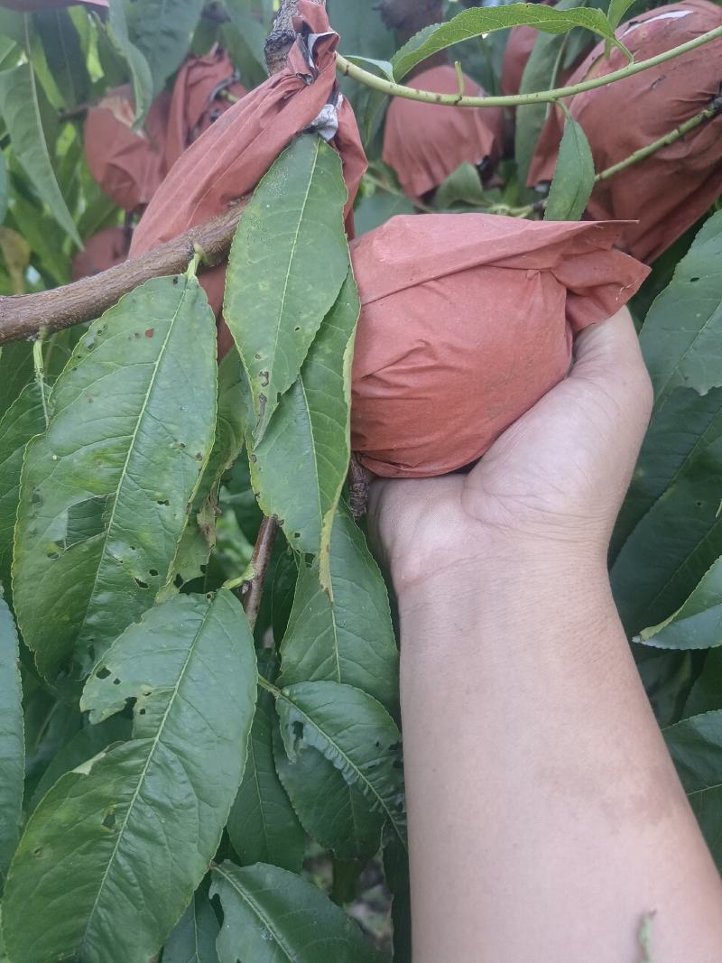 大甜桃
