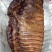 【腊排骨】烟熏大腊排（腊肉香肠源头工厂一手货源量大从优）