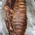 【腊排骨】烟熏大腊排（腊肉香肠源头工厂一手货源量大从优）