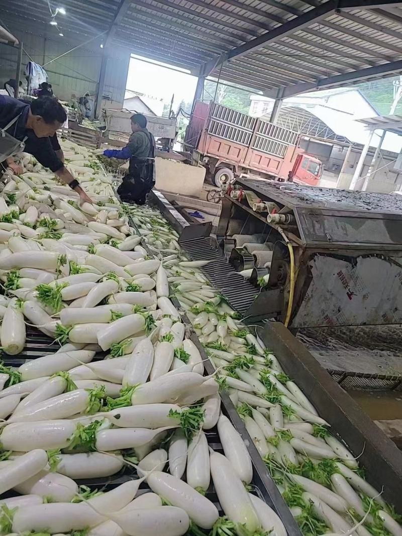 【推荐】白萝卜大量上市啦！有需要的可以联系我，产地直发
