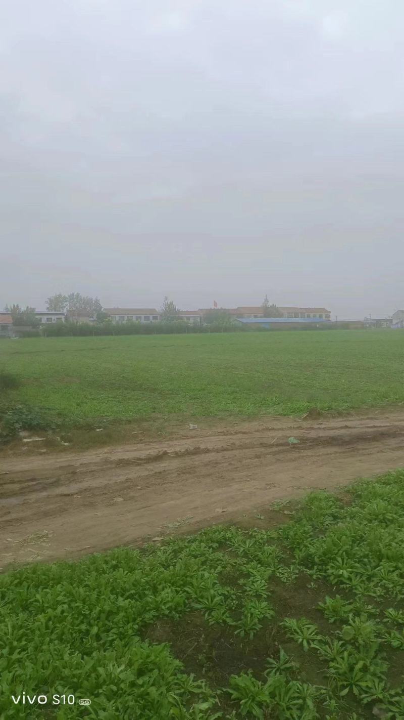 河南商丘虞城县荠菜大量供应保质保量对接全国客商可视频产地