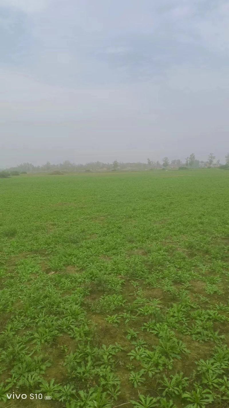 河南商丘虞城县荠菜大量供应保质保量对接全国客商可视频产地