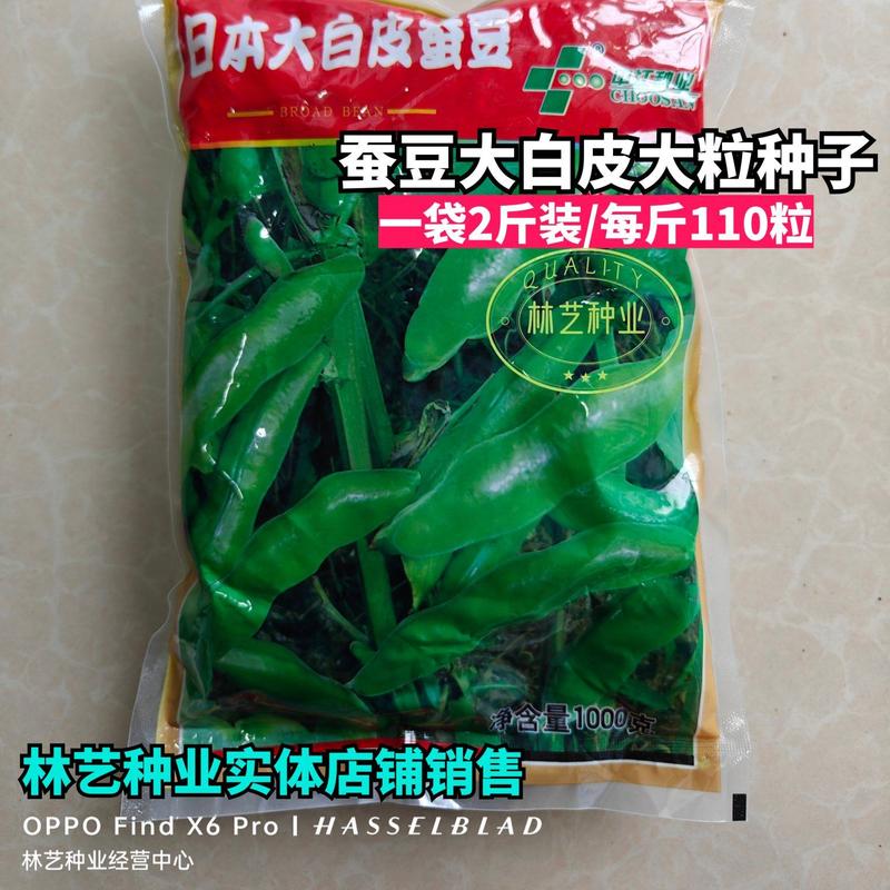 蚕豆大粒种子特大高产日本大白皮蚕豆种子罗汉豆种籽