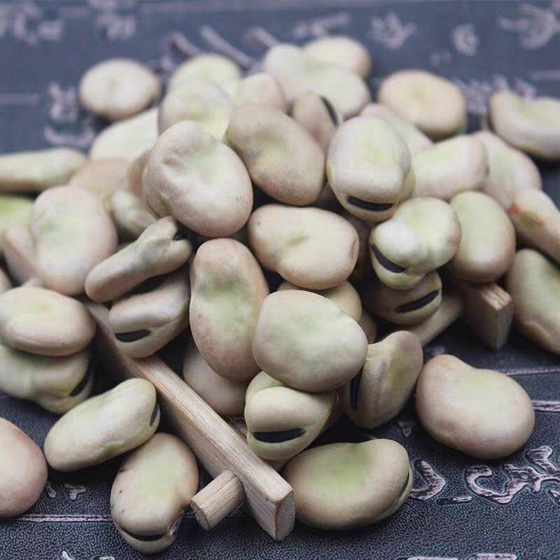 蚕豆大粒种子特大高产日本大白皮蚕豆种子罗汉豆种籽