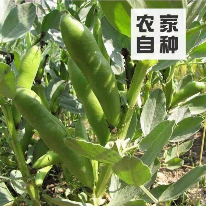 蚕豆大粒种子特大高产日本大白皮蚕豆种子罗汉豆种籽