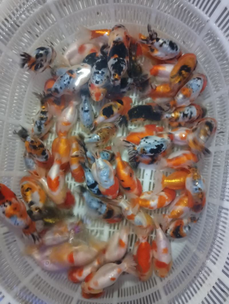二两左右的蓝寿开始出手了