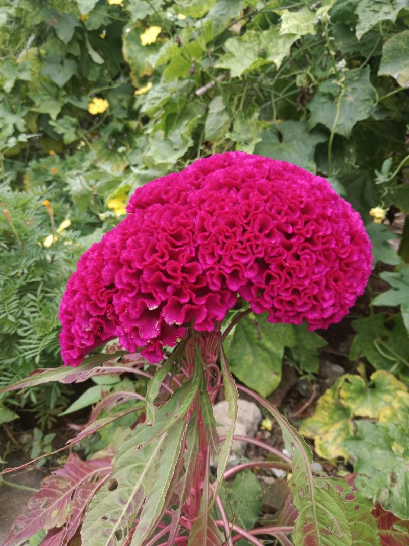 鸡冠花，药用鸡冠花干货，无硫，现货24小时内发货