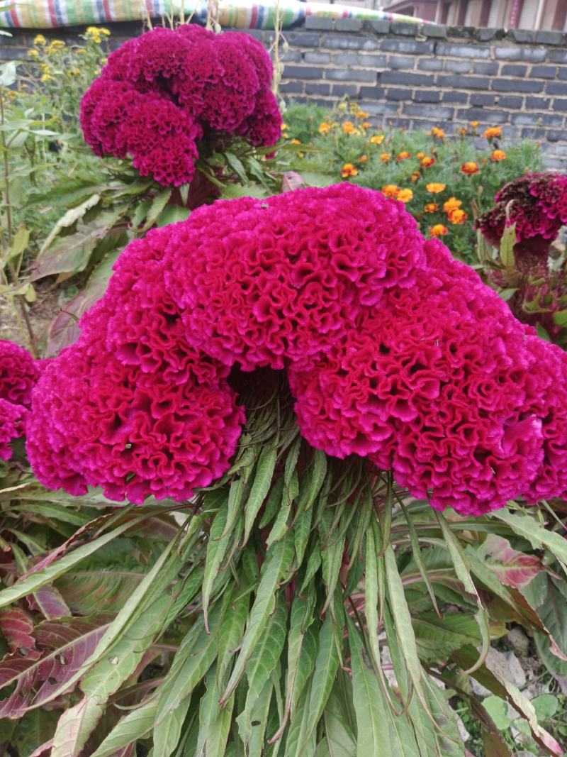 鸡冠花，药用鸡冠花干货，无硫，现货24小时内发货