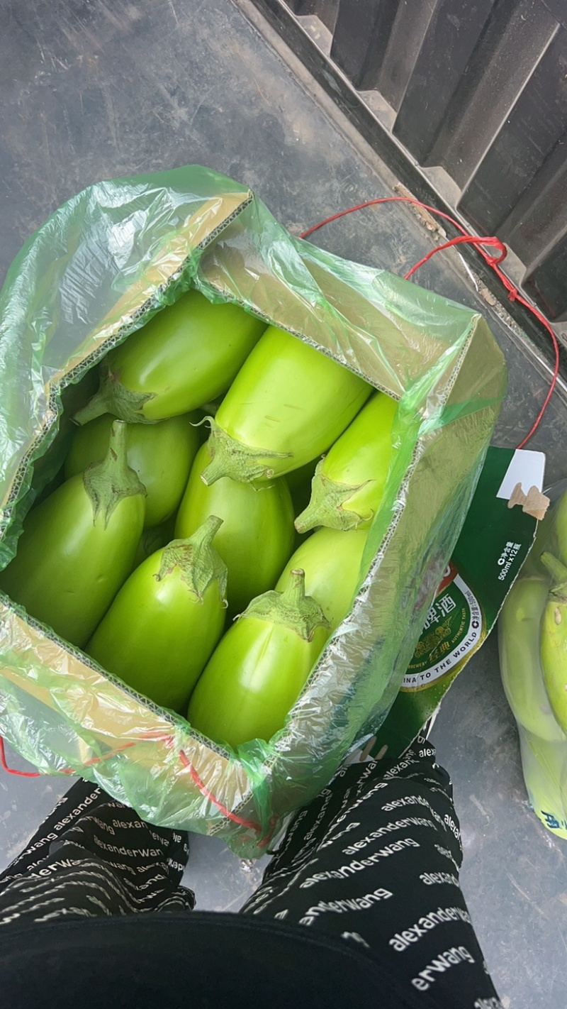 青茄子，大量货源，保证质量，产地直发，预定中…