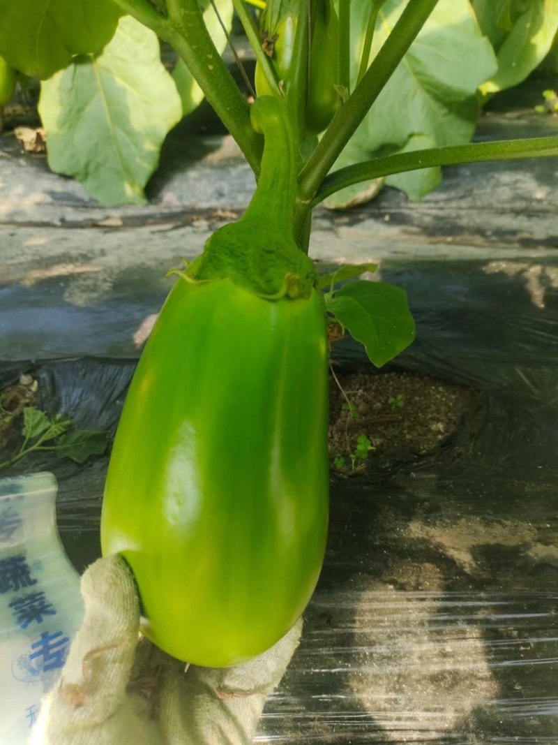 青茄子，大量货源，保证质量，产地直发，预定中…