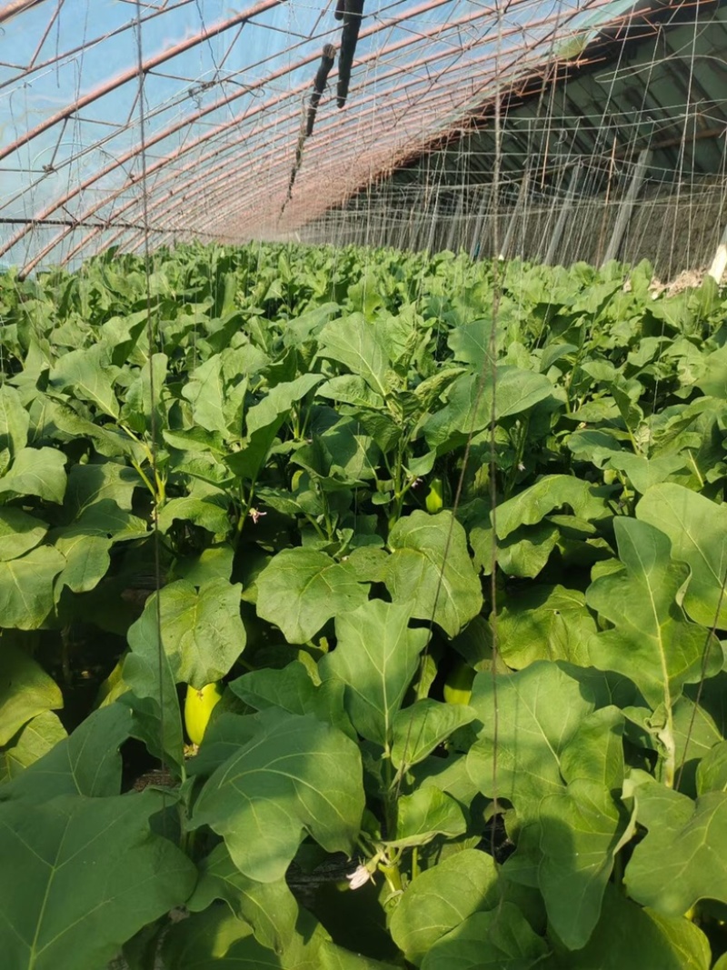 青茄子，大量货源，保证质量，产地直发，预定中…